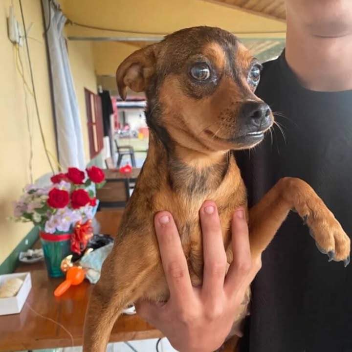 Adopción de Perro en Risaralda, Colombia 