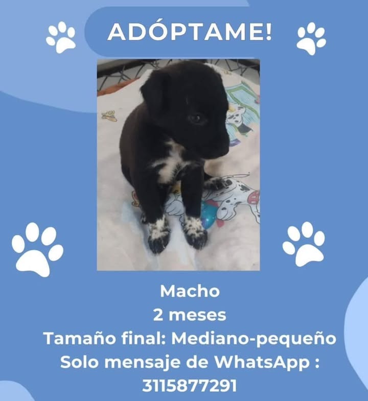 Adopción de Cachorro en Risaralda 