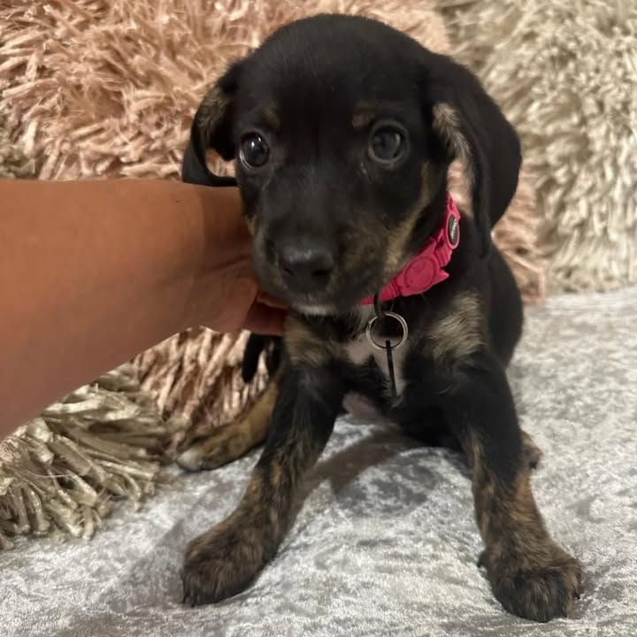 Adopción de perrita en Risaralda 