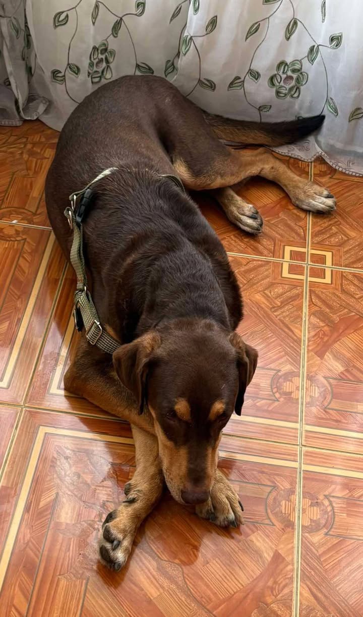 Adopción de Perro en Risaralda 