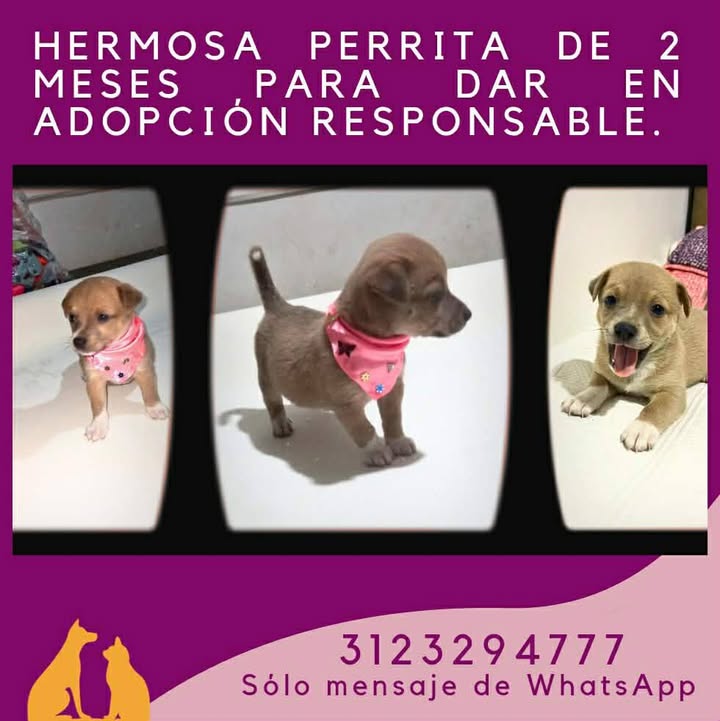 Adopción de Perro en Risaralda 