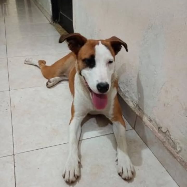 Adopción de Perro en Risaralda, Colombia 
