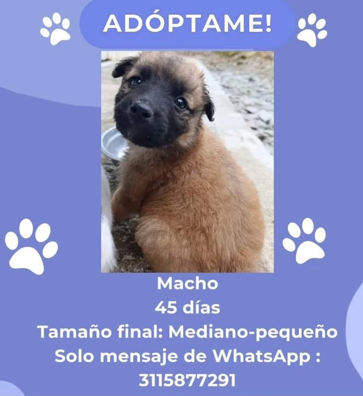 Adopción de Cachorro en Risaralda 