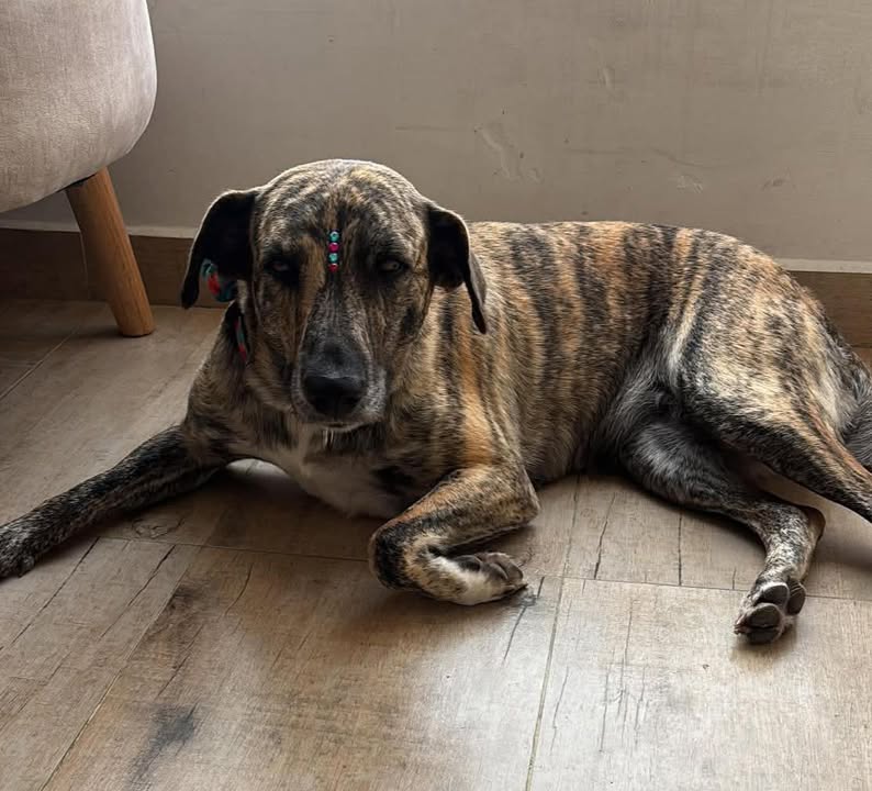 Adopción de Perro en Risaralda 