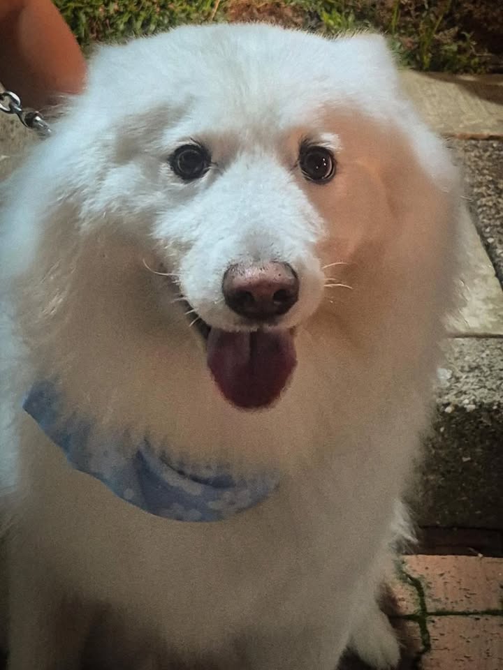 Adopción de perro en Risaralda 