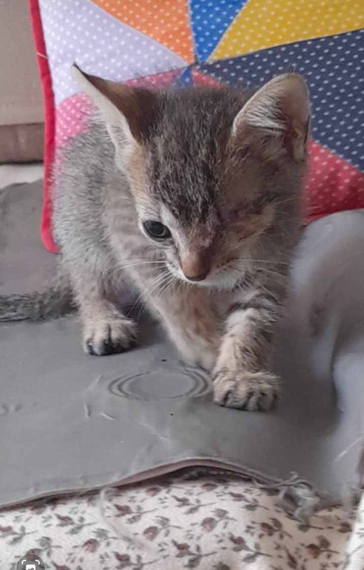 Adopción de Gaticas en Risaralda 