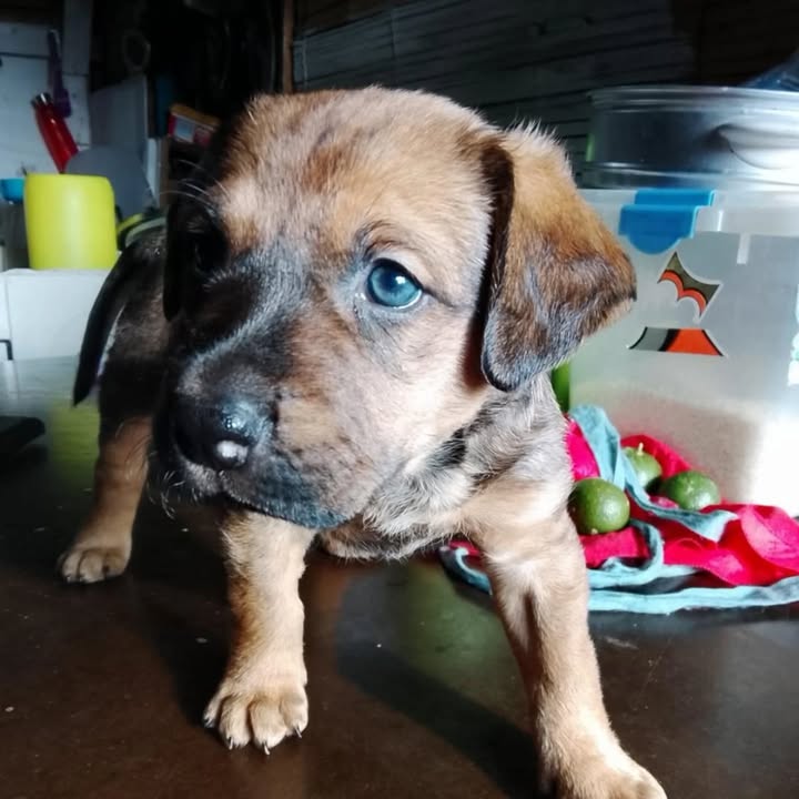 Cachorro en adopción responsable en Pereira, Risaralda 