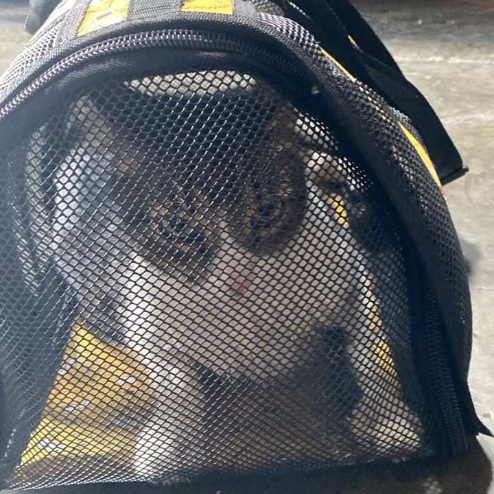 Rescate de Gato en Risaralda 