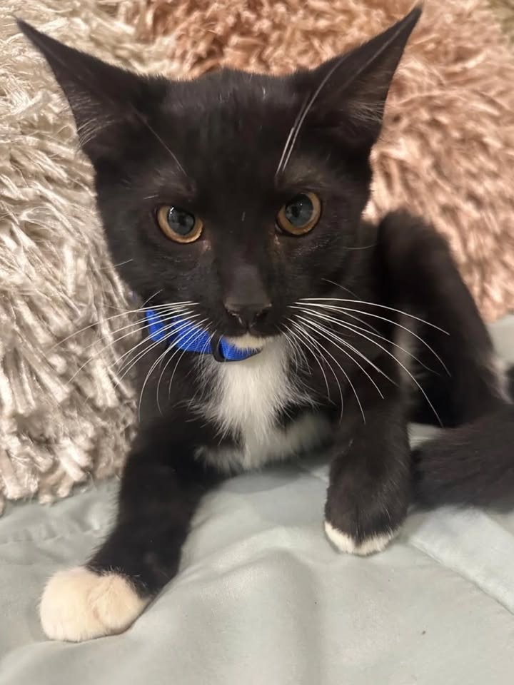 Adopción de gatos en Risaralda 