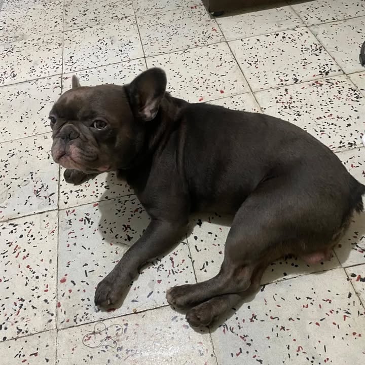 Adopción de perro en Risaralda 