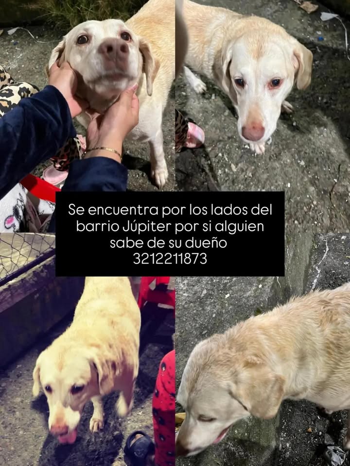 Perro encontrado en el barrio Júpiter, Risaralda, Colombia 