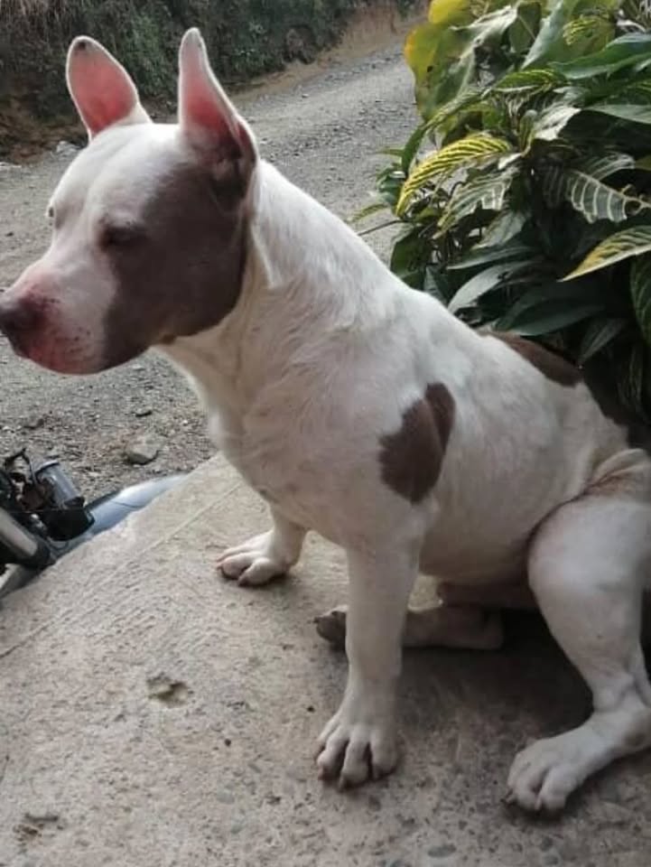Adopción de perro en Risaralda, Colombia 
