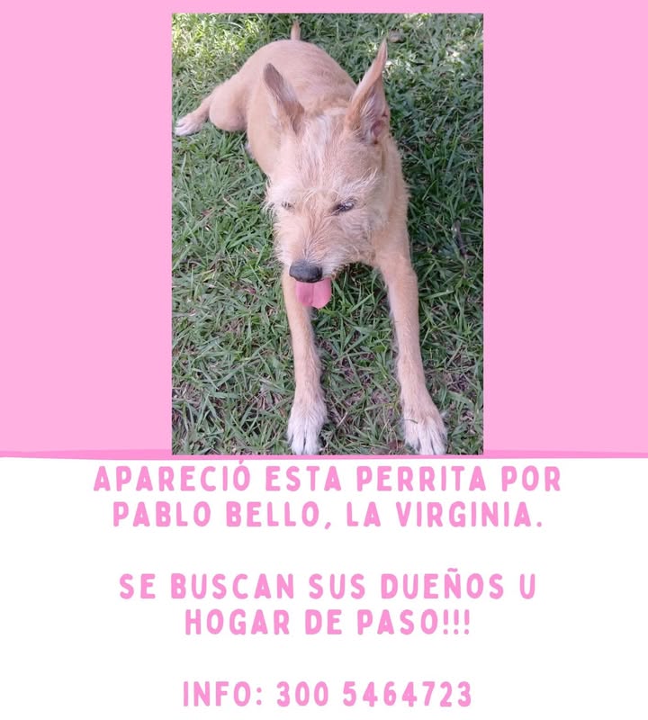 Perro encontrado en La Virginia, Risaralda 