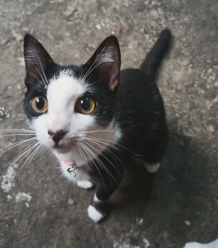 Gatica en adopción en Risaralda