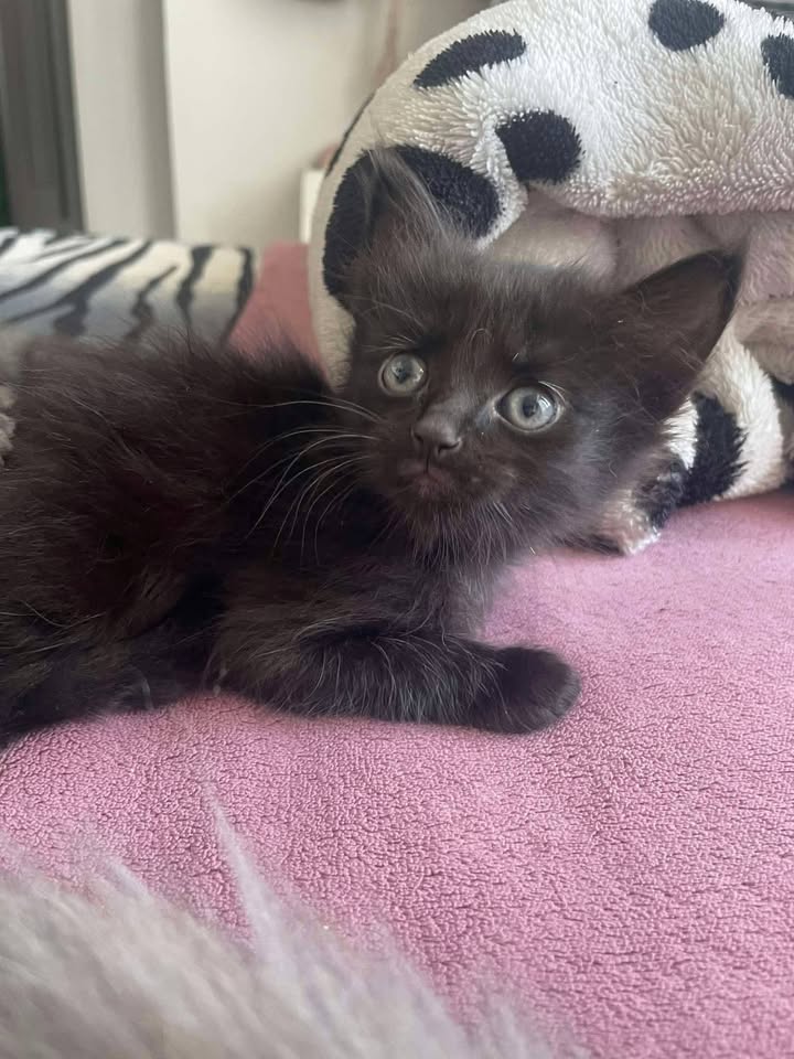 Gatitos en adopción Risaralda 