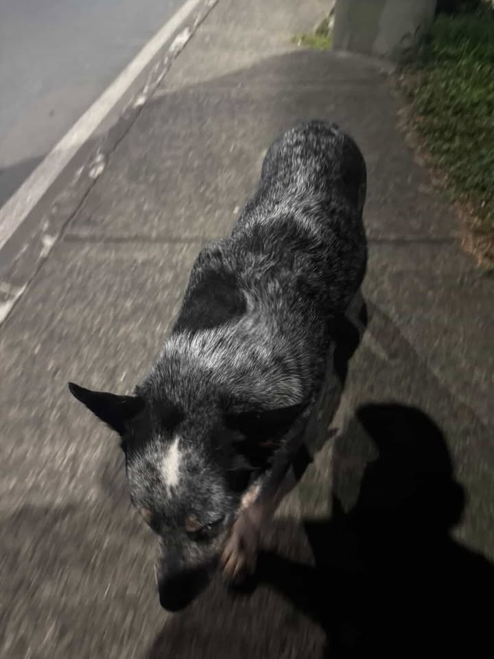Perro encontrado en Avenida Sur, Risaralda 