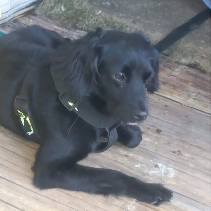 Perra en adopción en Risaralda 