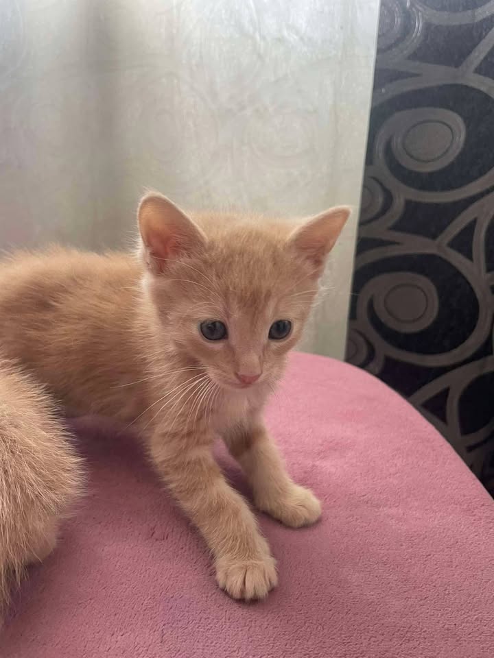 Gatitos en adopción Risaralda 