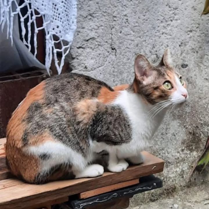 Gata en adopción Risaralda 