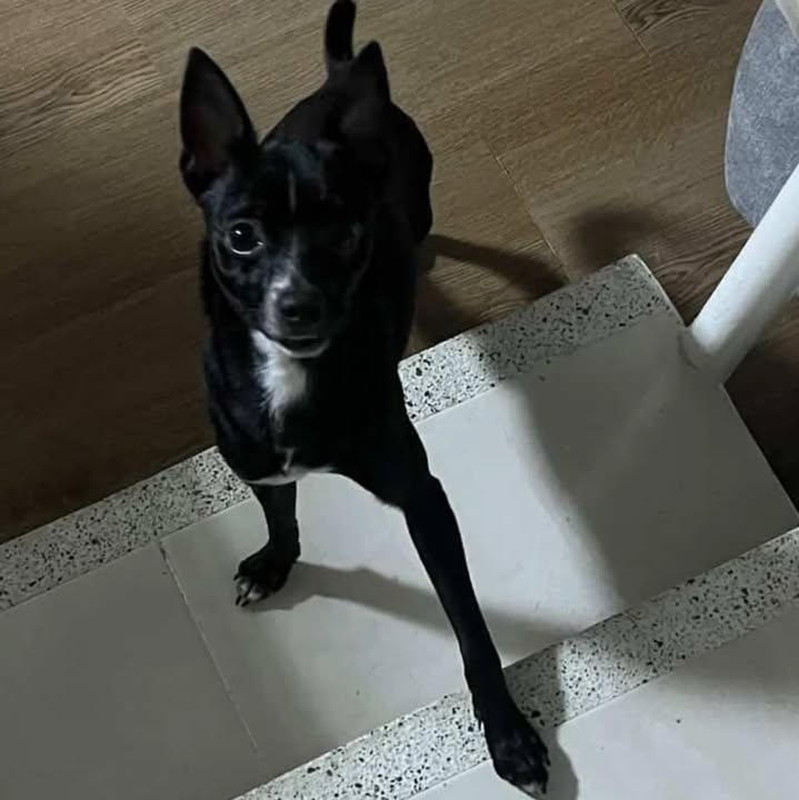 Perro en adopción en Risaralda 