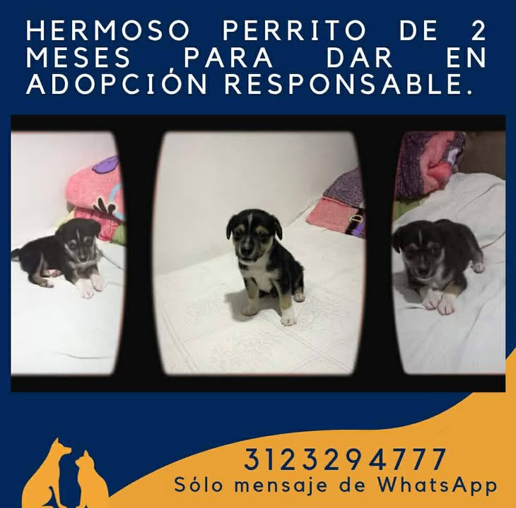 Adopción de Perro en Risaralda 