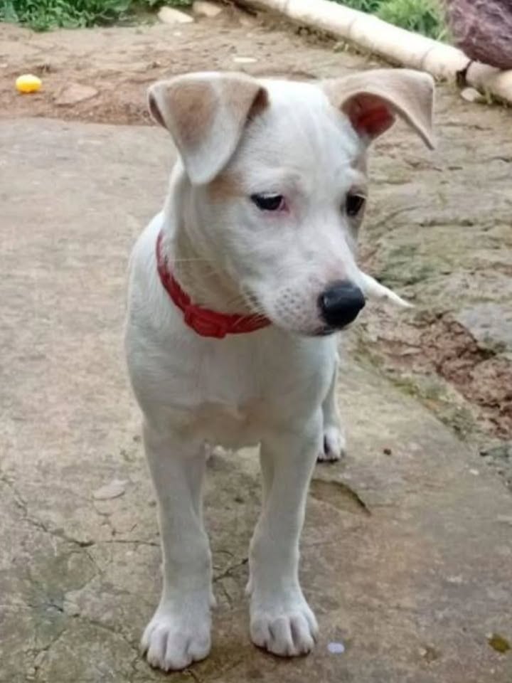 Cachorrita en Adopción Responsable 
