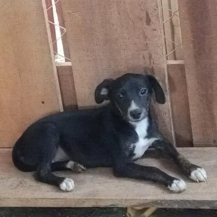 Adopción de cachorras en La Victoria, Valle 