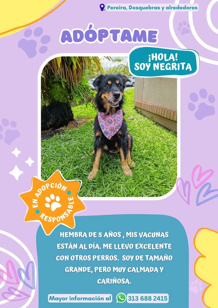 Adopción de Perro en Risaralda 