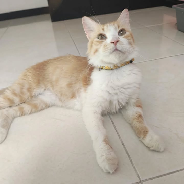 Gato en adopción en Risaralda 