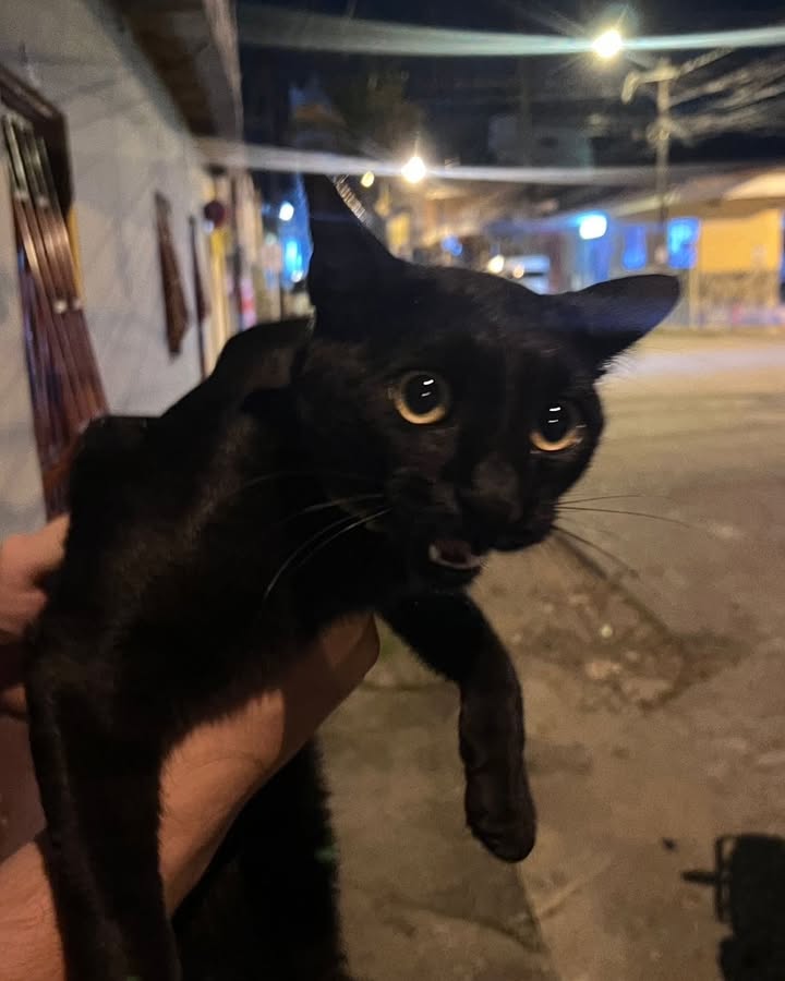 Gata vista en La Virginia 