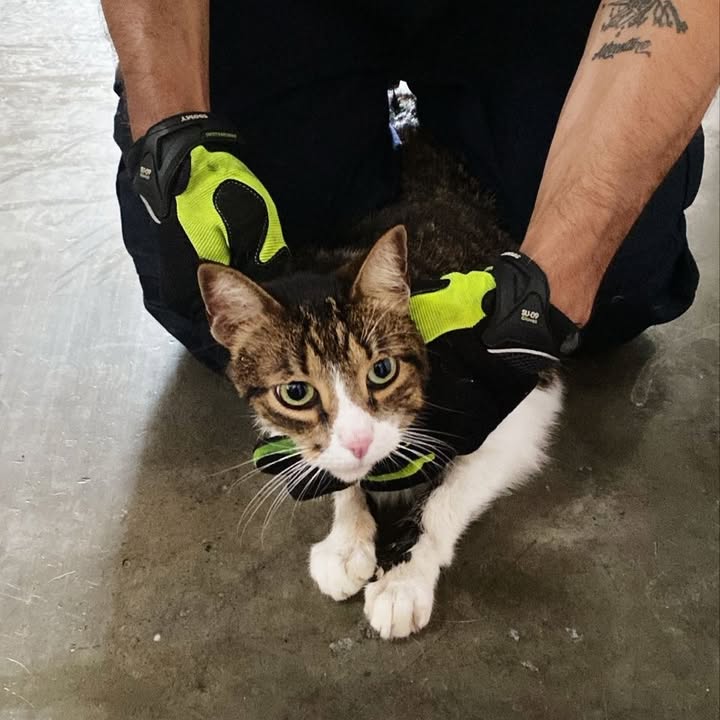 Rescate de Gato en Risaralda 