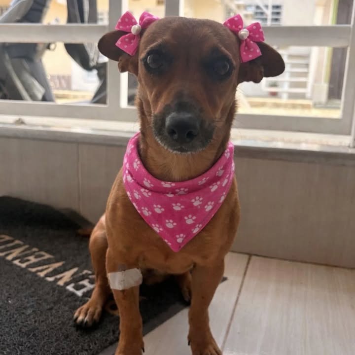 Adopción de cachorros en Risaralda 