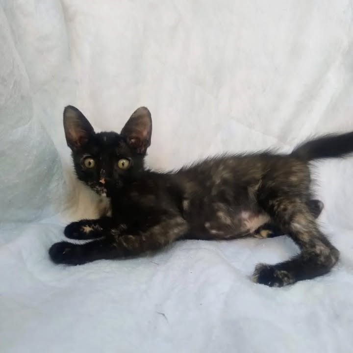 Adopción de gatos en La Victoria, Valle 