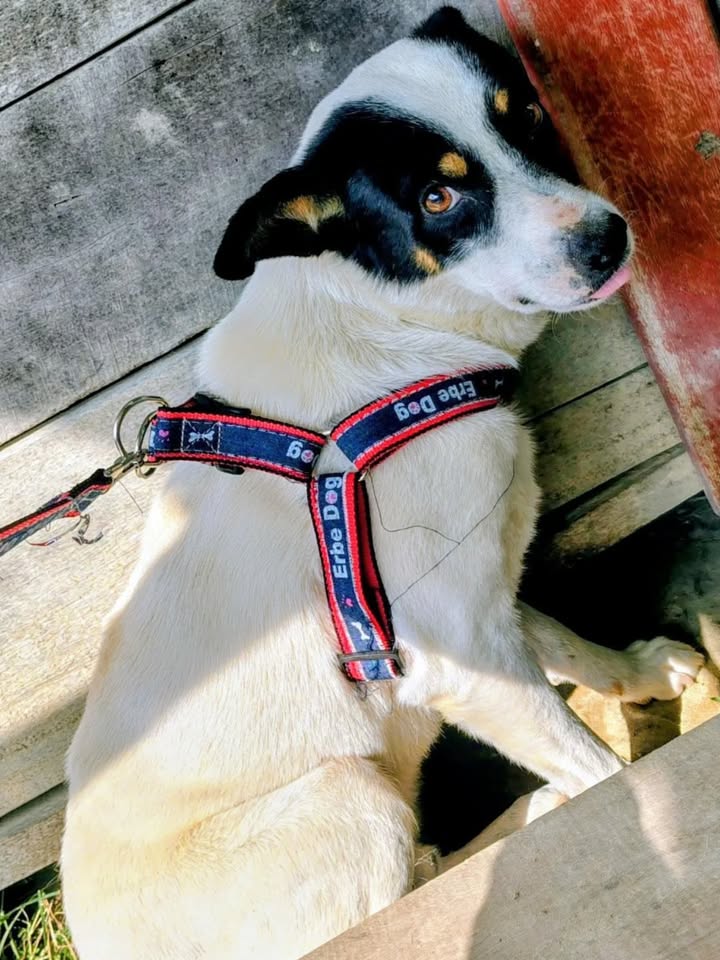 Perro en adopción en Pereira, Risaralda 