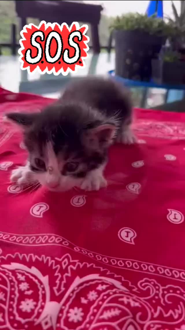 Gatito bebé en adopción en Risaralda 