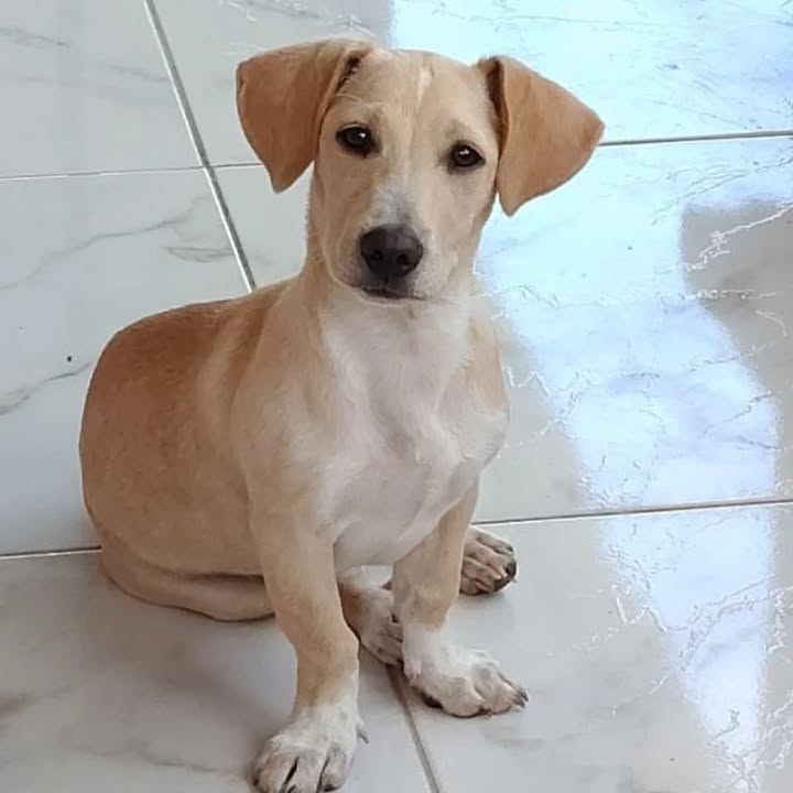 Adopción perrito salchicha en Risaralda 