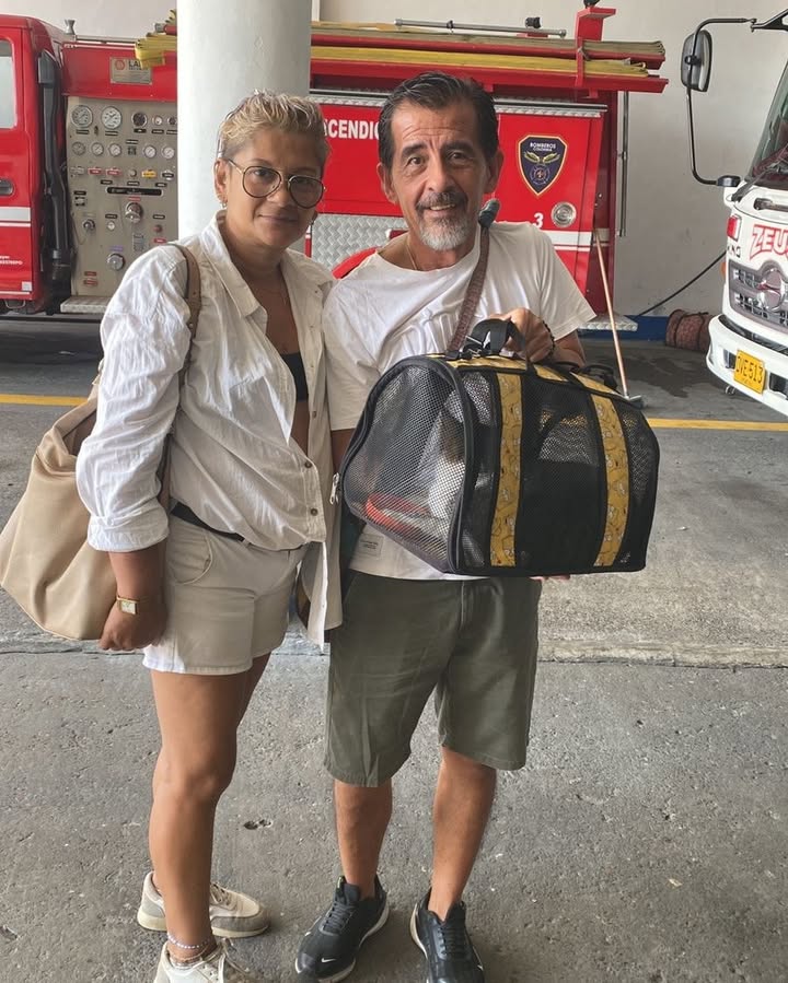 Gatito en adopción Risaralda 