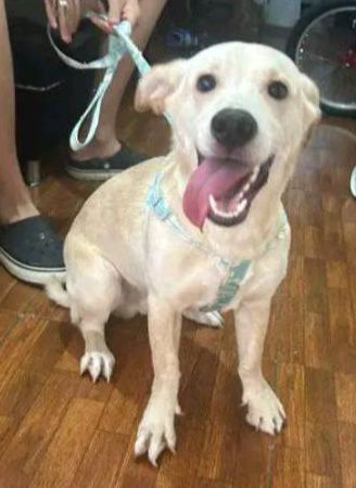 Adopción de Perro en Risaralda 