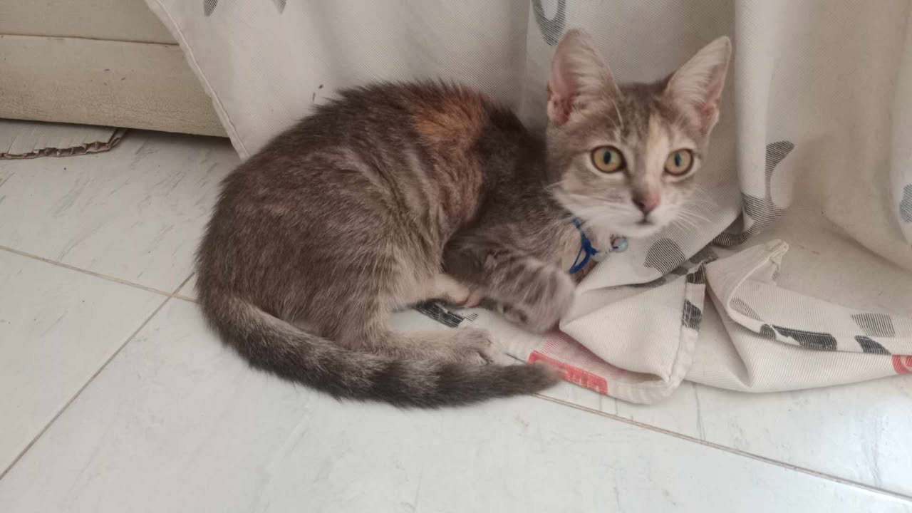 Gato en adopción Risaralda 