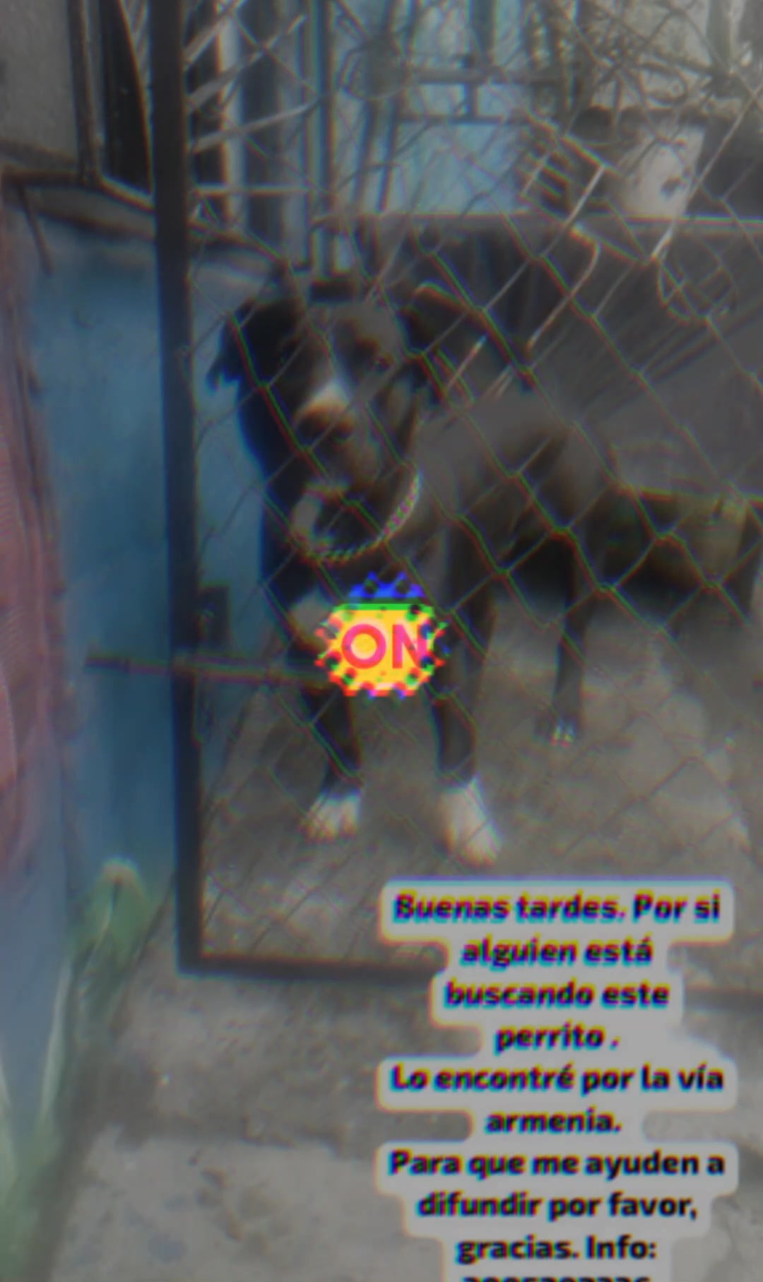 ¿Buscas un Perro en Pereira o Armenia? 