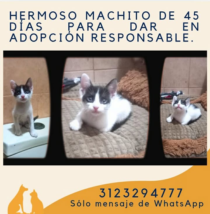 Adopción Responsable de Gato Cachorro en Risaralda 