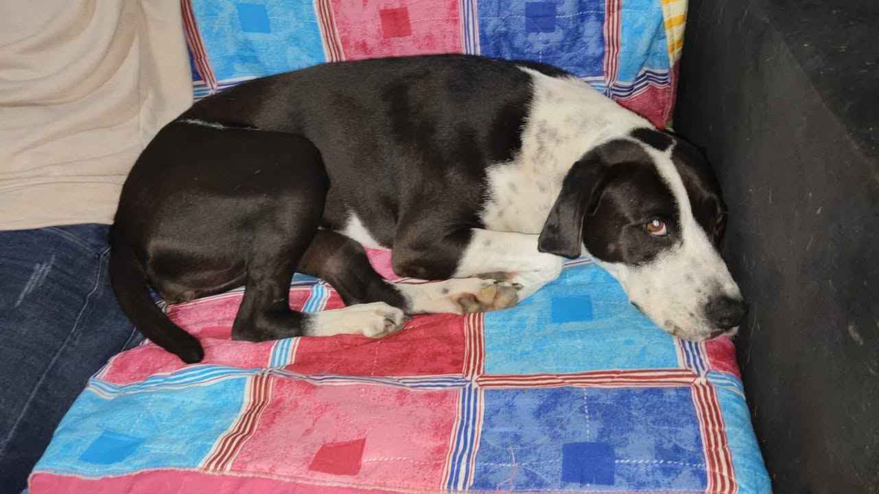 Adopción de Perro en Risaralda 