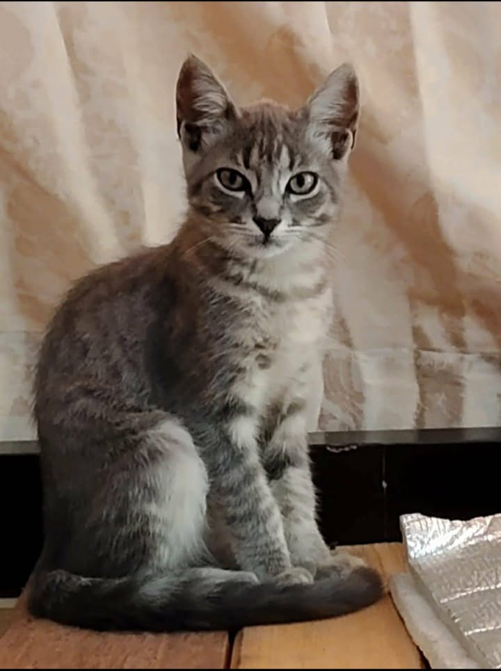 Adopción de Gatos en Risaralda, Colombia 