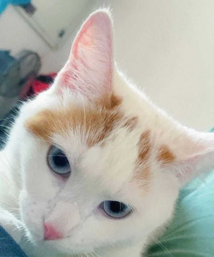 Gatita en adopción en Risaralda 