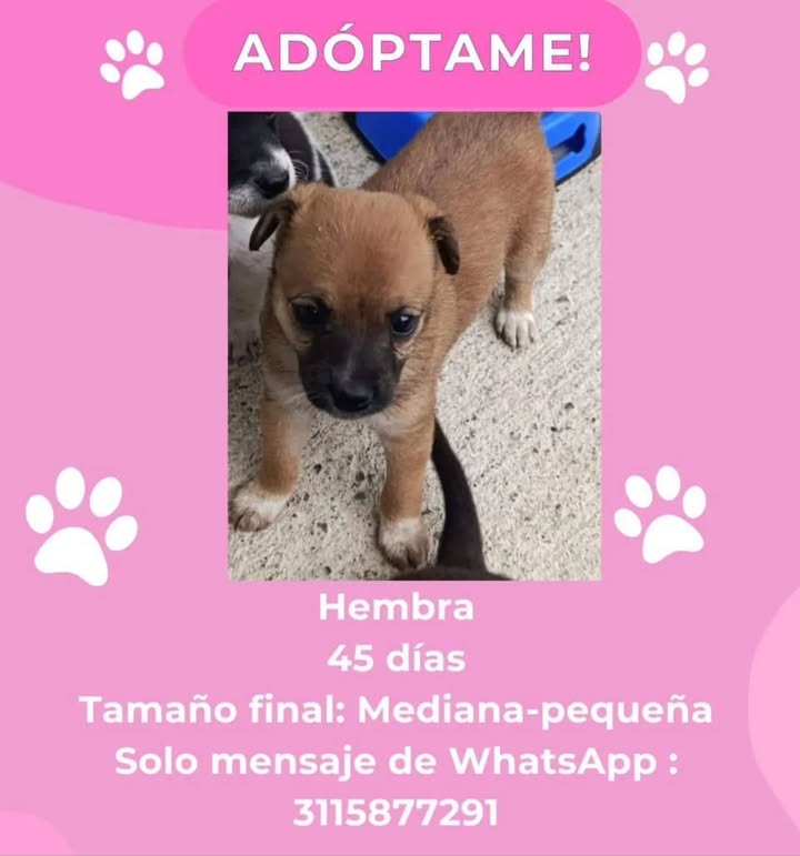 Cachorro en adopción en Risaralda 