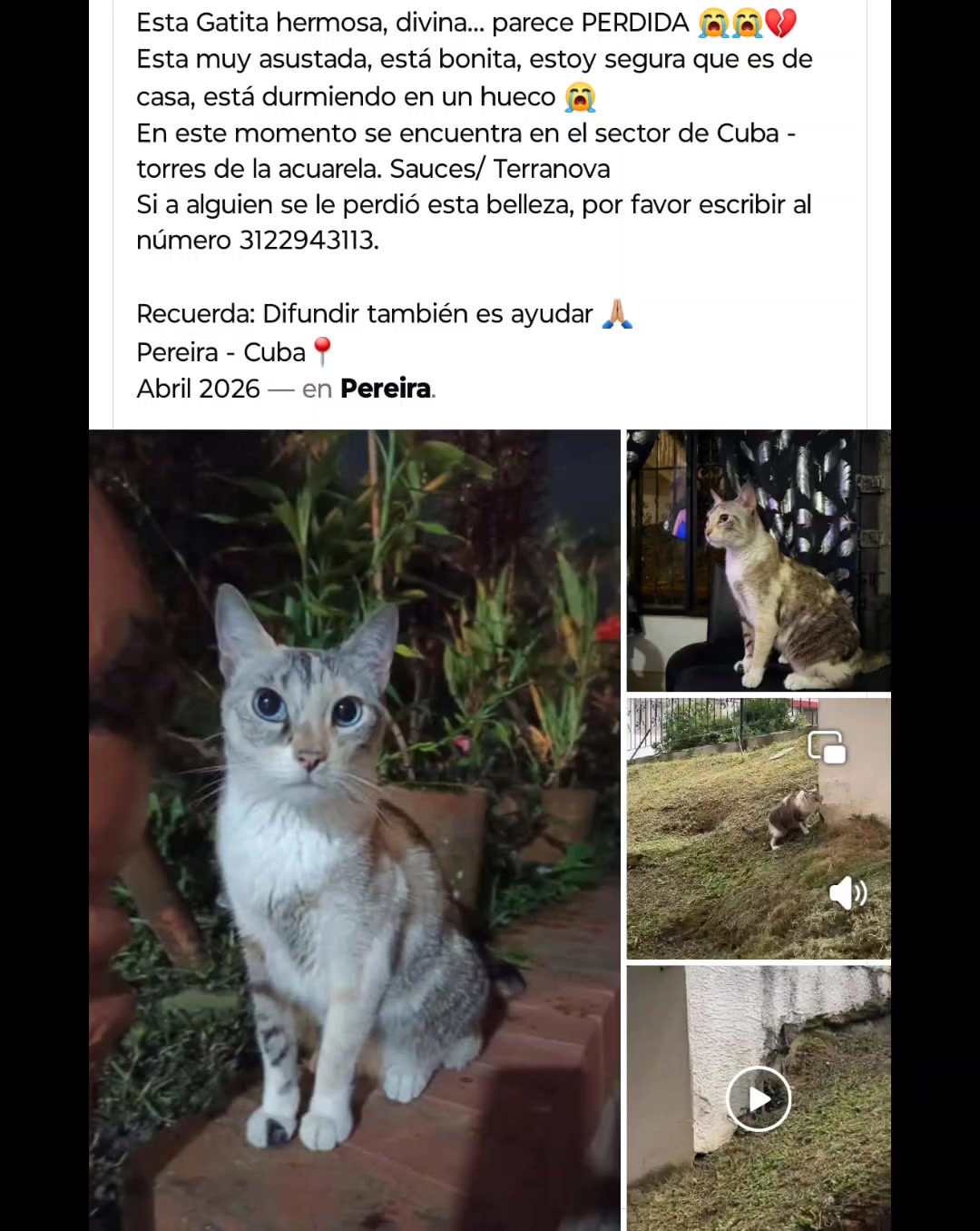 Gata encontrada en Cuba, Pereira, Risaralda 