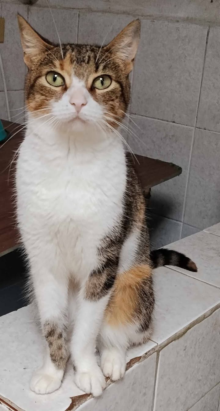 Adopción de Gaticas en Risaralda 