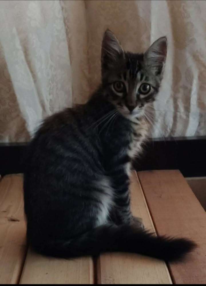 Adopción de Gatos en Risaralda, Colombia 