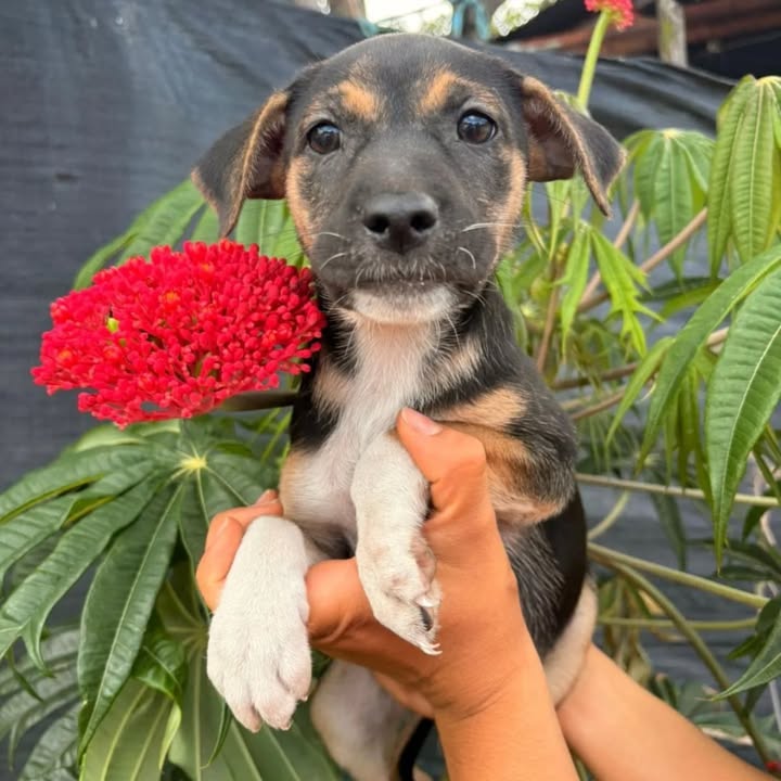 Adopción de cachorros en Risaralda 
