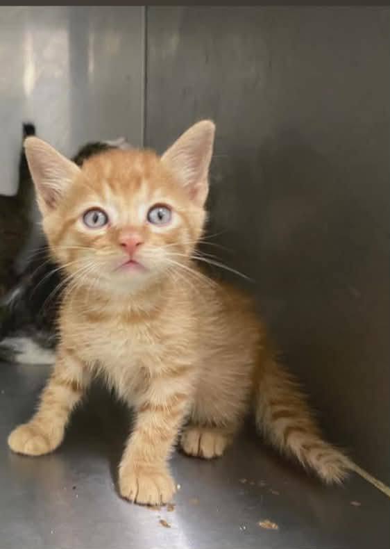 Gaticos en adopción en Risaralda 